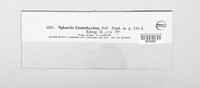 Coniothyrium fuckelii image